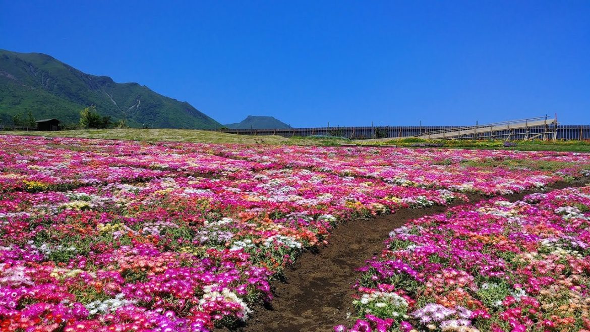 쿠쥬하나코엔 (20190522) - Kuju Flower Park