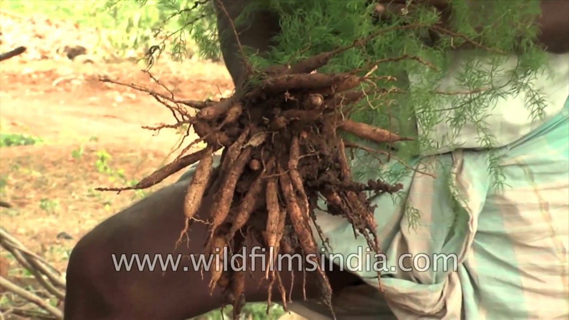 Shatavari or Asparagus racemosus