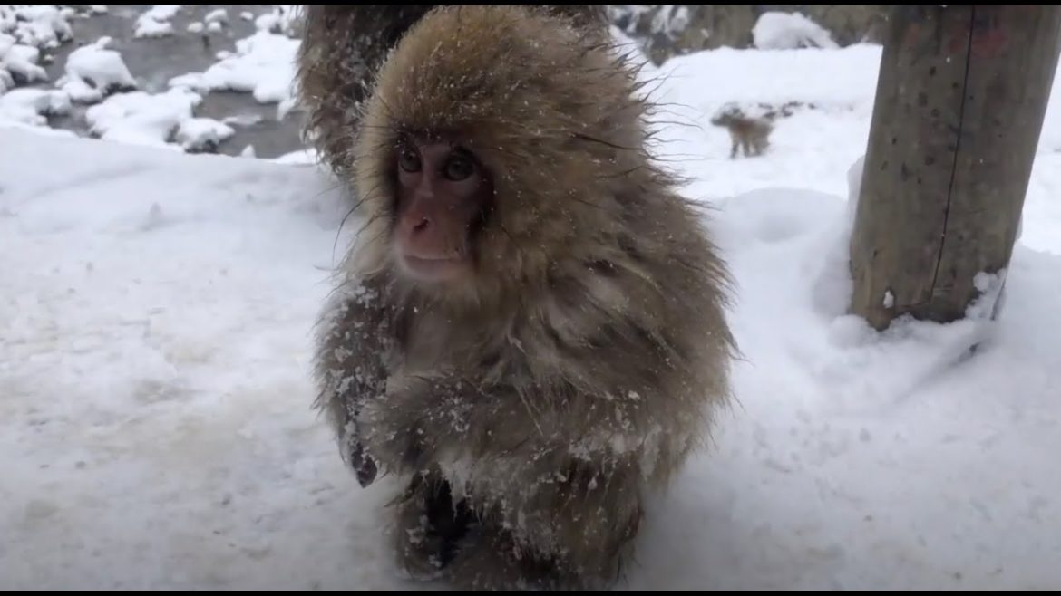 Snow Monkeys...we finally found them! (Visiting Jigokudani in Nagano, Japan)