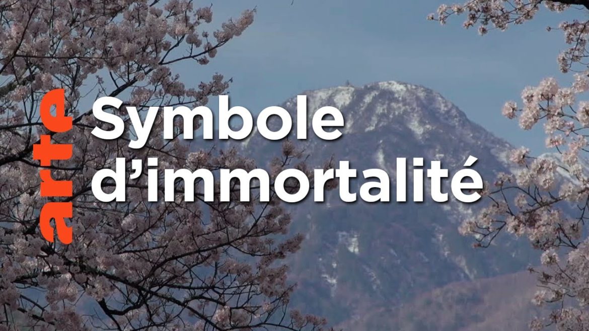 Les Immortels | Histoires d'arbres | ARTE Les Immortels | Histoires d'arbres | ARTE