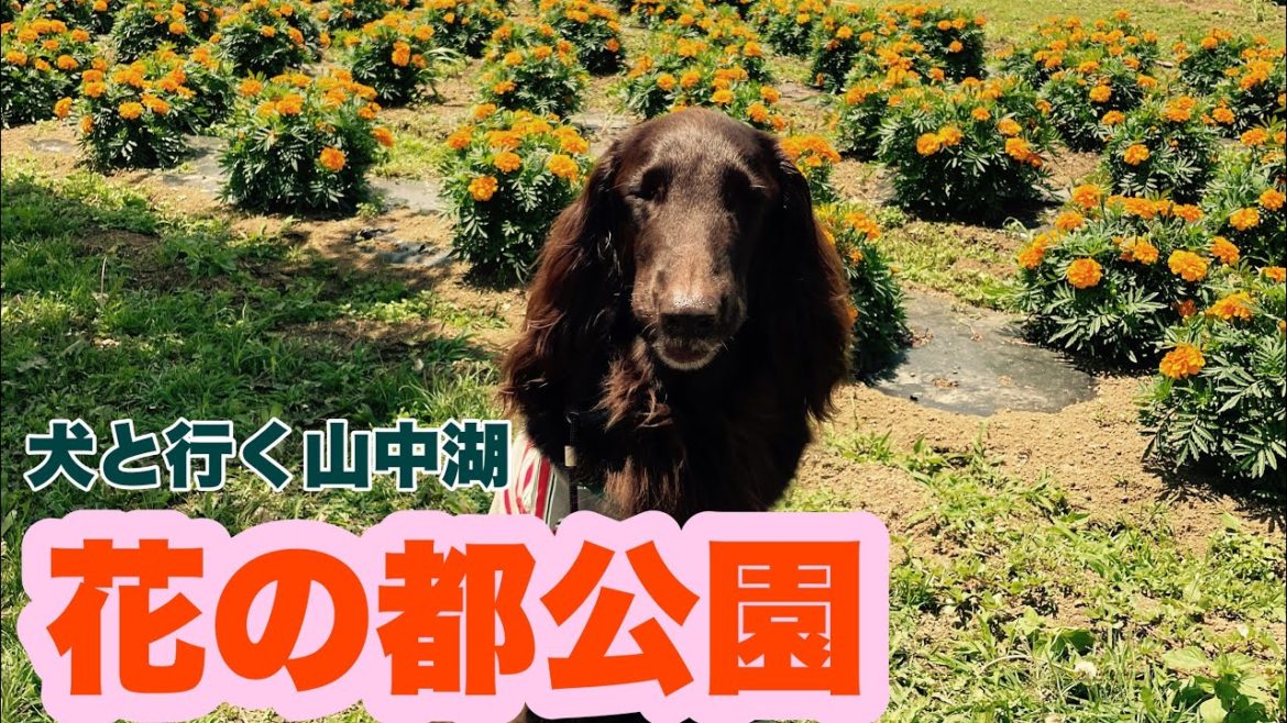 【山中湖】犬と行く『花の都公園』。7/23 サルビア、マリーゴールドが満開。@花 @garden 【山中湖】犬と行く『花の都公園』。7/23 サルビア、マリーゴールドが満開。@花 @garden