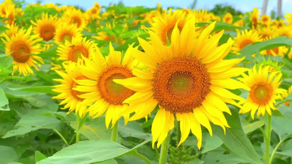 浮島ひまわりらんどのひまわり Sunflowers with natural sound at Ukishima Himawari Land. 浮島ひまわりらんどのひまわり Sunflowers with natural sound at Ukishima Himawari Land.