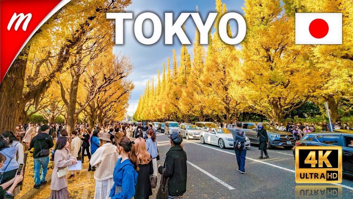 Beautiful Autumn leaves in Jingu Gaien Ginkgo Avenue | Tokyo Travel Guide Beautiful Autumn leaves in Jingu Gaien Ginkgo Avenue | Tokyo Travel Guide