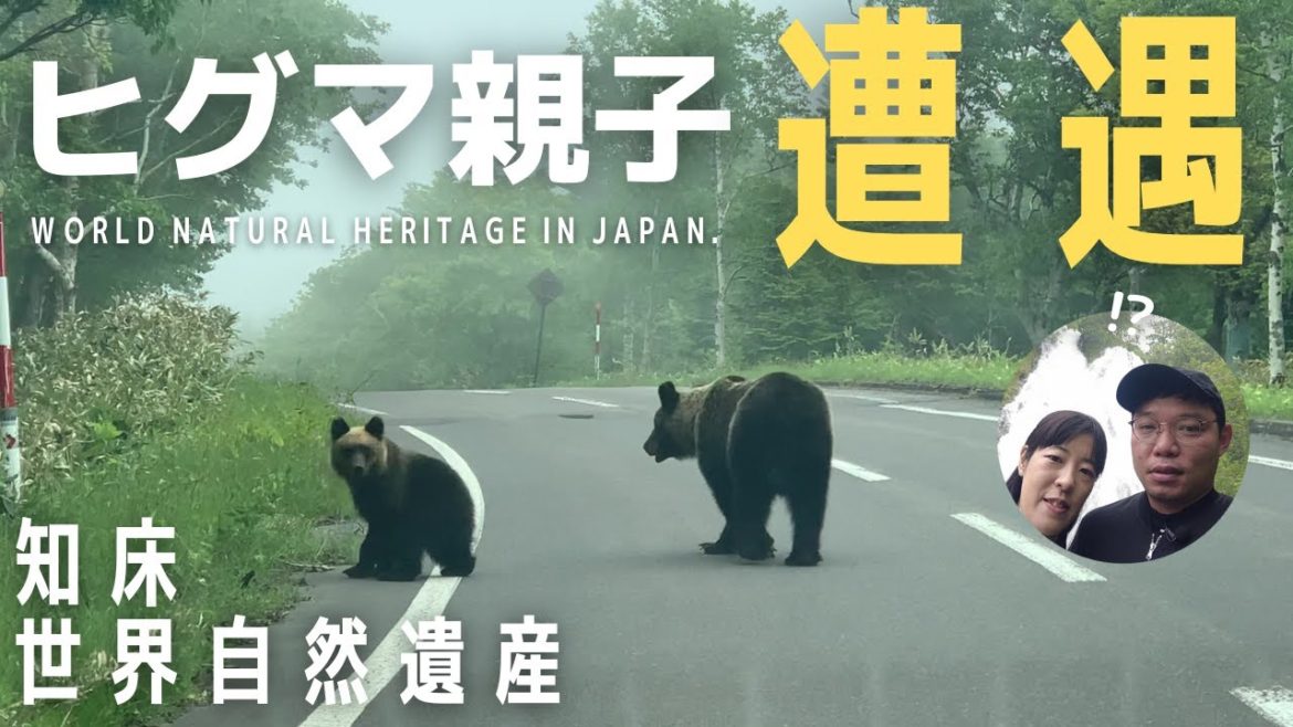 【北海道#08】《神回》ヒグマ親子にまさかの遭遇!?知床世界自然遺産、一度は来るべき日本の秘境/交際3年遠距離カップル旅Vlog 【北海道#08】《神回》ヒグマ親子にまさかの遭遇!?知床世界自然遺産、一度は来るべき日本の秘境/交際3年遠距離カップル旅Vlog