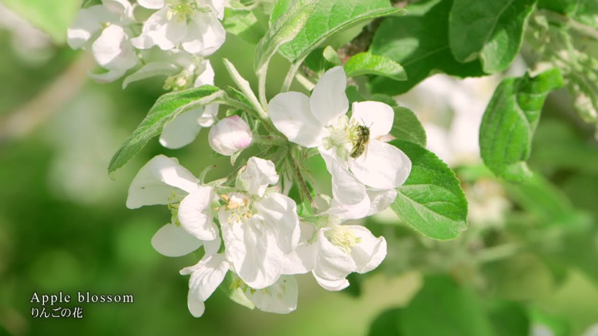 【HIROSAKI】Castle  Town of Cherry Blossoms and Apples