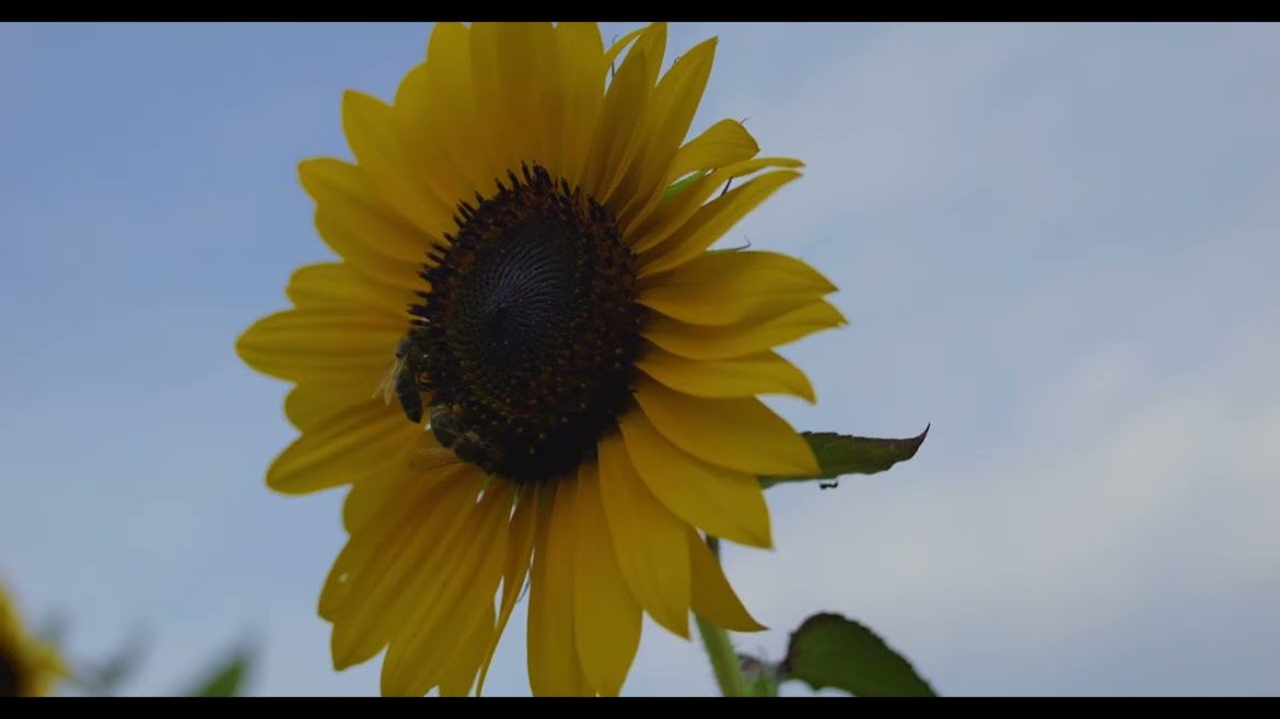 Ludwigsburg - Cinematic Video Panasonic Lumix GH6 + 7Artisans 25mm T1.05
