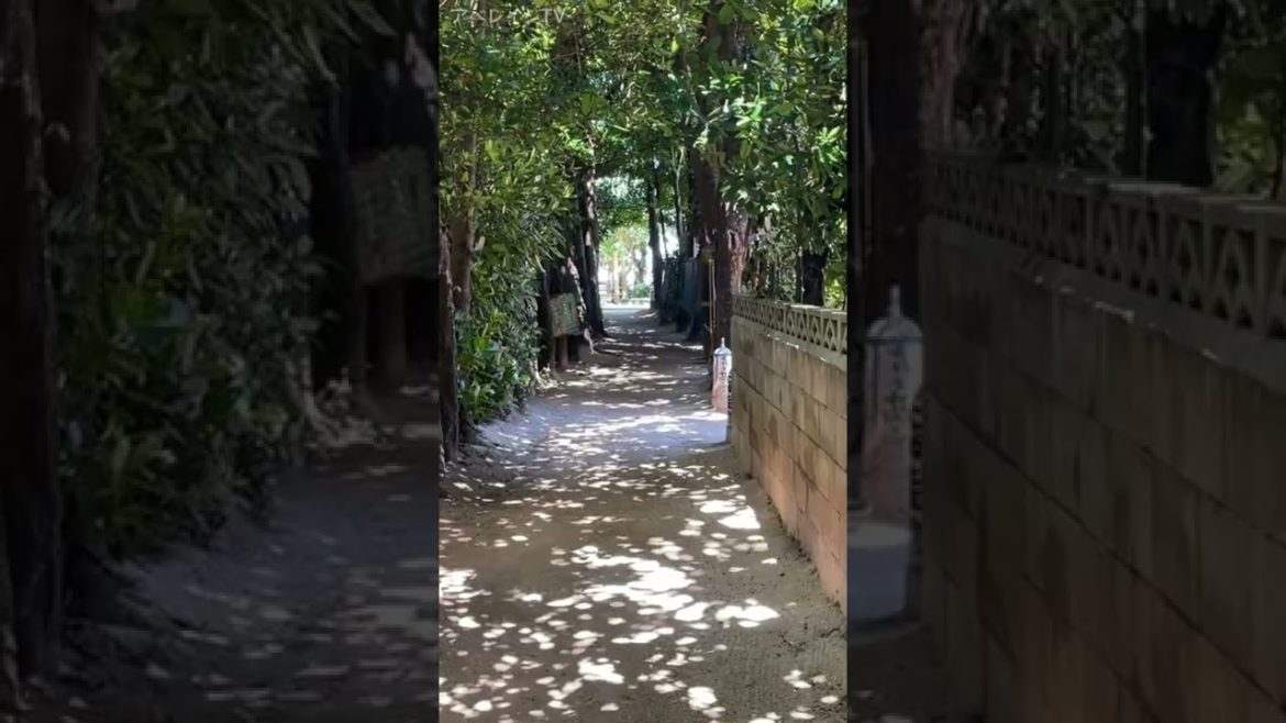 【沖縄】備瀬のフクギ並木を歩く #shorts