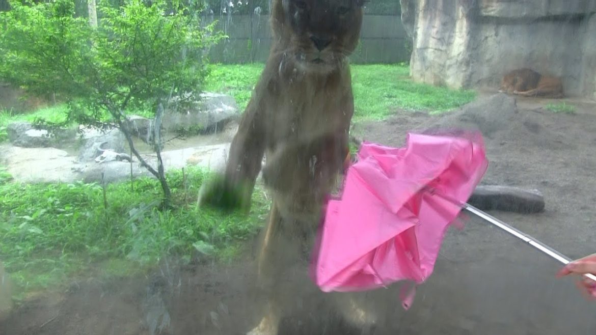 ライオン 猫みたいでかわいい Appearance of a cute and funny lion wants to play like a cat 面白動物動画 animal video