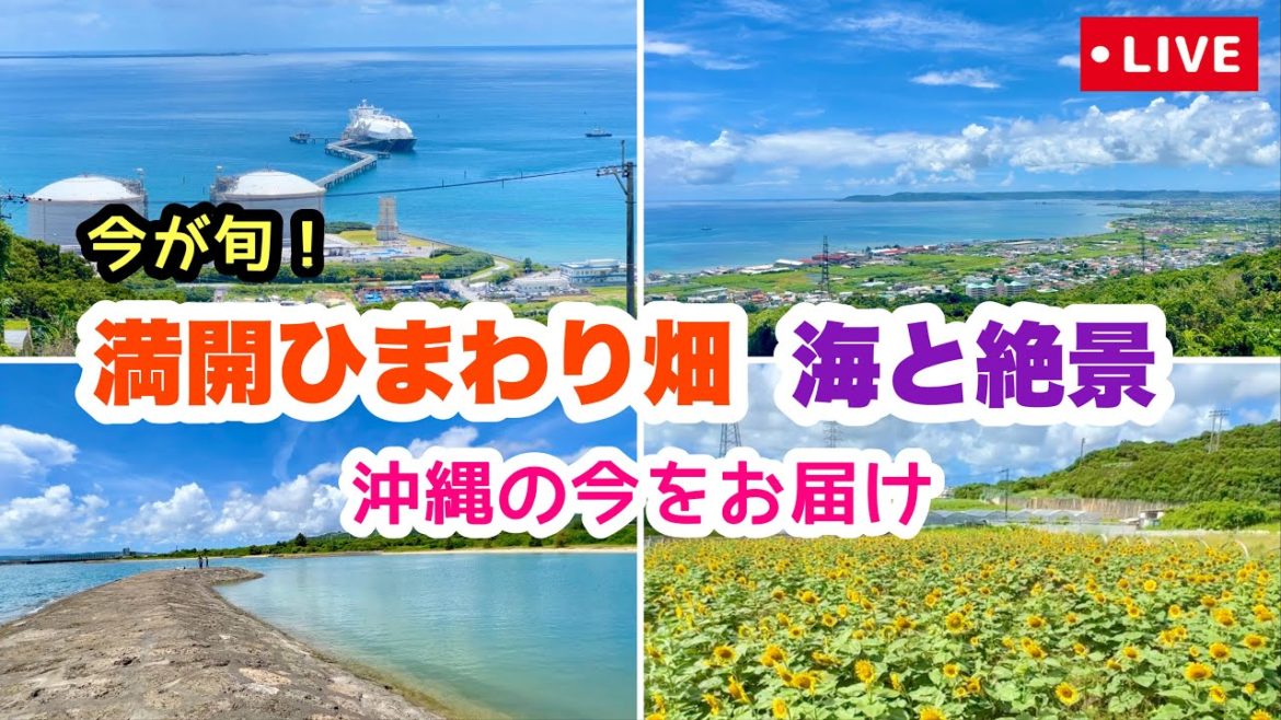 【満開ひまわり畑と海＆絶景を巡る】沖縄オンライン旅行   8月18日(木)21:00〜