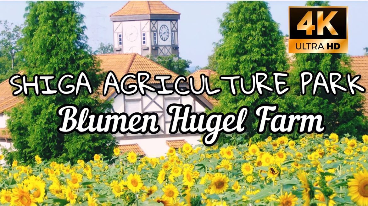 SHIGA BLUMEN HUGEL FARM GORGEOUS FLOWERS IN JAPAN | Shiga Agricultural Park Walk Tour 4K SHIGA BLUMEN HUGEL FARM GORGEOUS FLOWERS IN JAPAN | Shiga Agricultural Park Walk Tour 4K