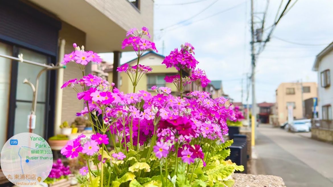 Walking around Modern Japanese Houses Tour in Saitama 16/03/2022
