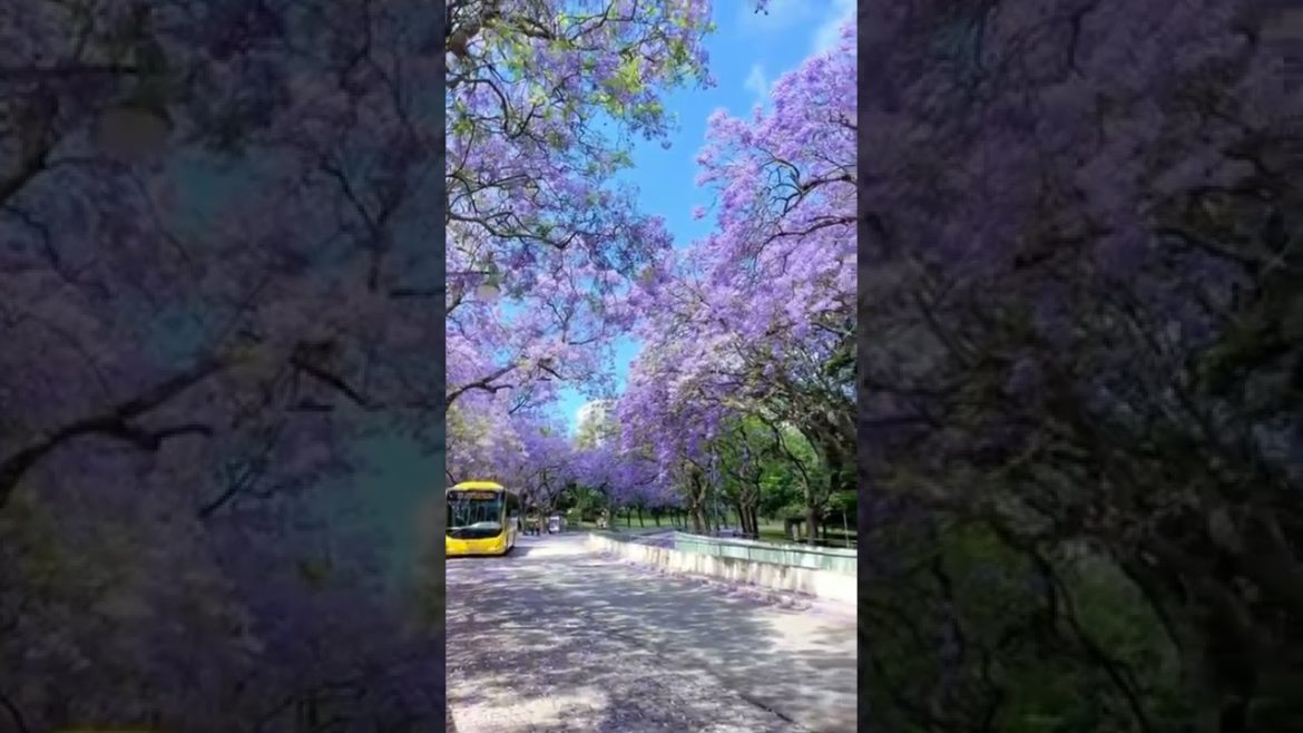 Purple lover-japan beauty Purple lover-japan beauty