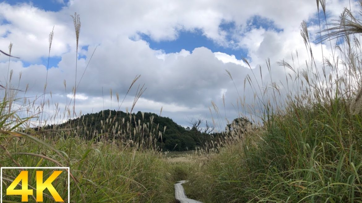 【4K】Walking tour :  Plateau filled with Japanese pampas grass : Japan hyogo 【砥峰高原】