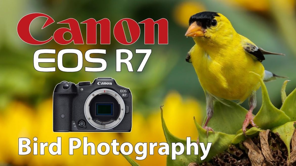 Canon R7 Bird Photography with RF 100-500 Lens Canon R7 Bird Photography with RF 100-500 Lens