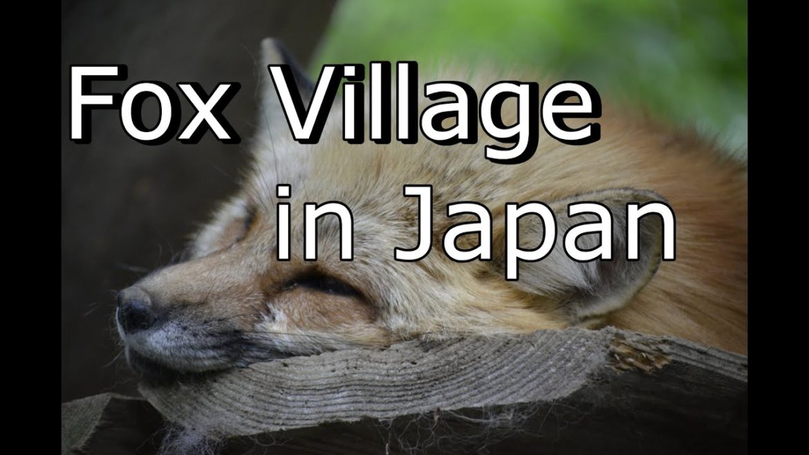 FOX VILLAGE JAPAN – 2016 trip FOX VILLAGE JAPAN - 2016 trip