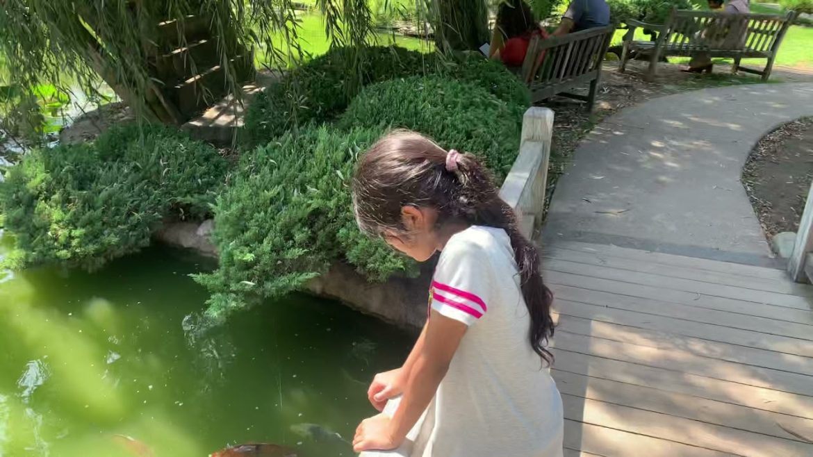 Japanese garden with Colorful fish.