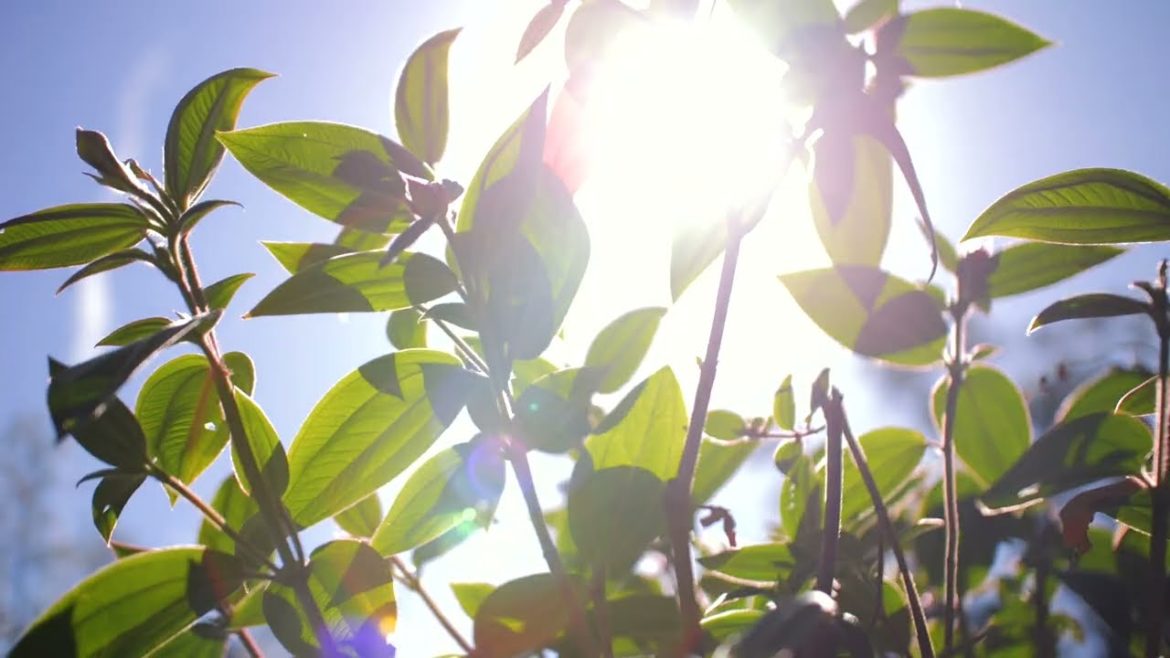 Into the Garden w/GH6 & Sigma 18-35 | 4K 120fps