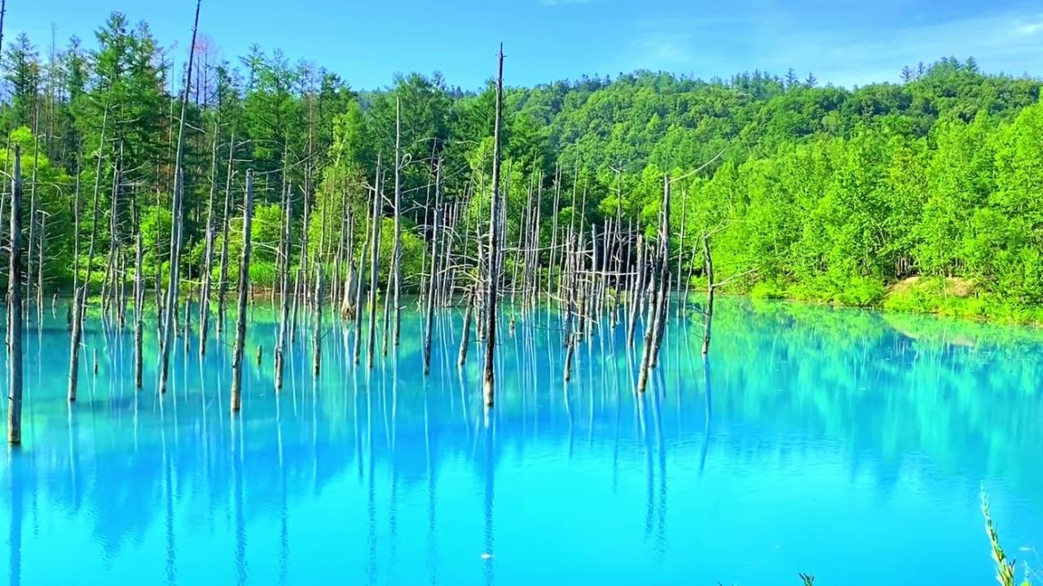美瑛の青い池 Blue pond in Hokkaido with natural sound. 美瑛の青い池 Blue pond in Hokkaido with natural sound.