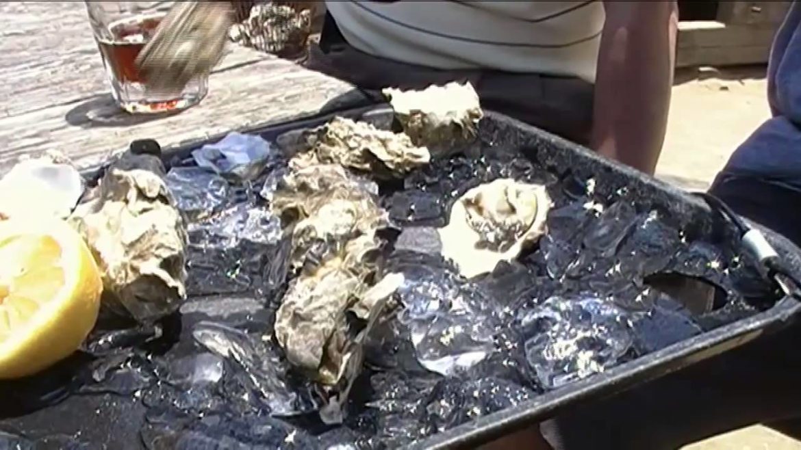 Hog Island Oyster Company Farm -- Tomales Bay, California