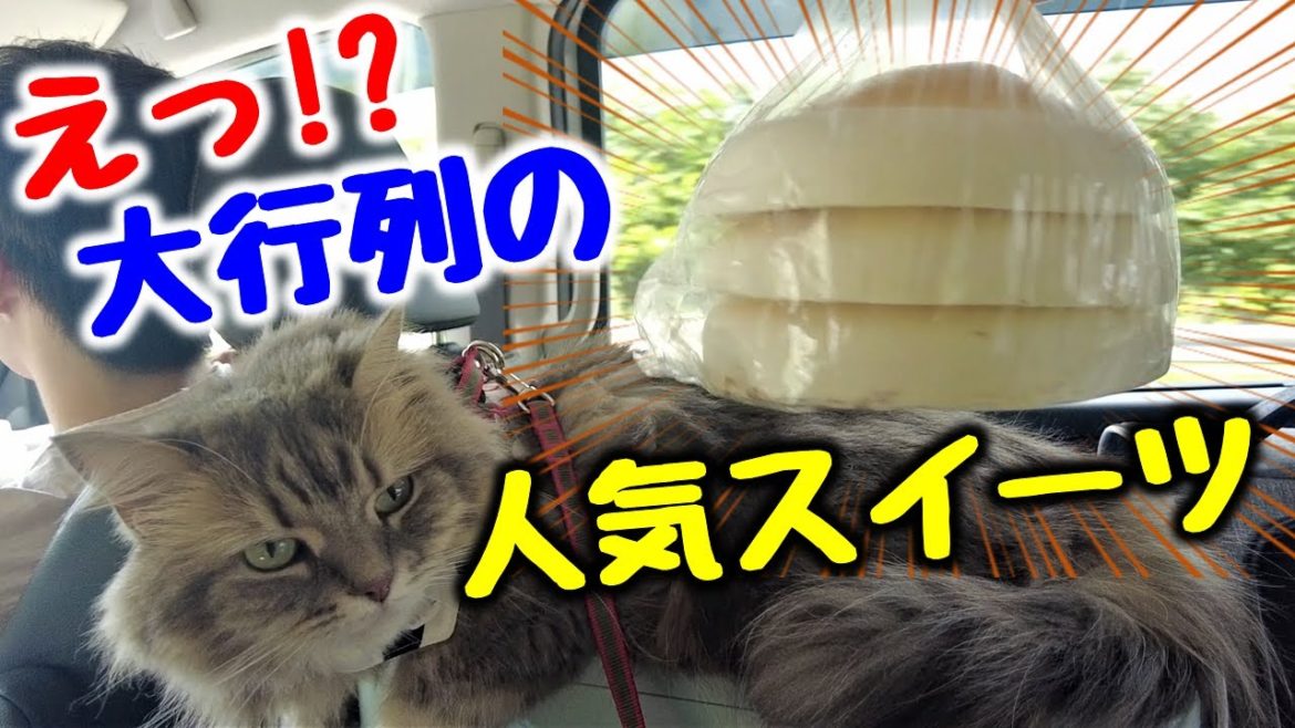 こんな場所で大行列!? 道の駅隣接の有名お菓子店の限定レアスイーツをゲットせよ!【十勝車中泊の旅part2】 こんな場所で大行列!? 道の駅隣接の有名お菓子店の限定レアスイーツをゲットせよ!【十勝車中泊の旅part2】