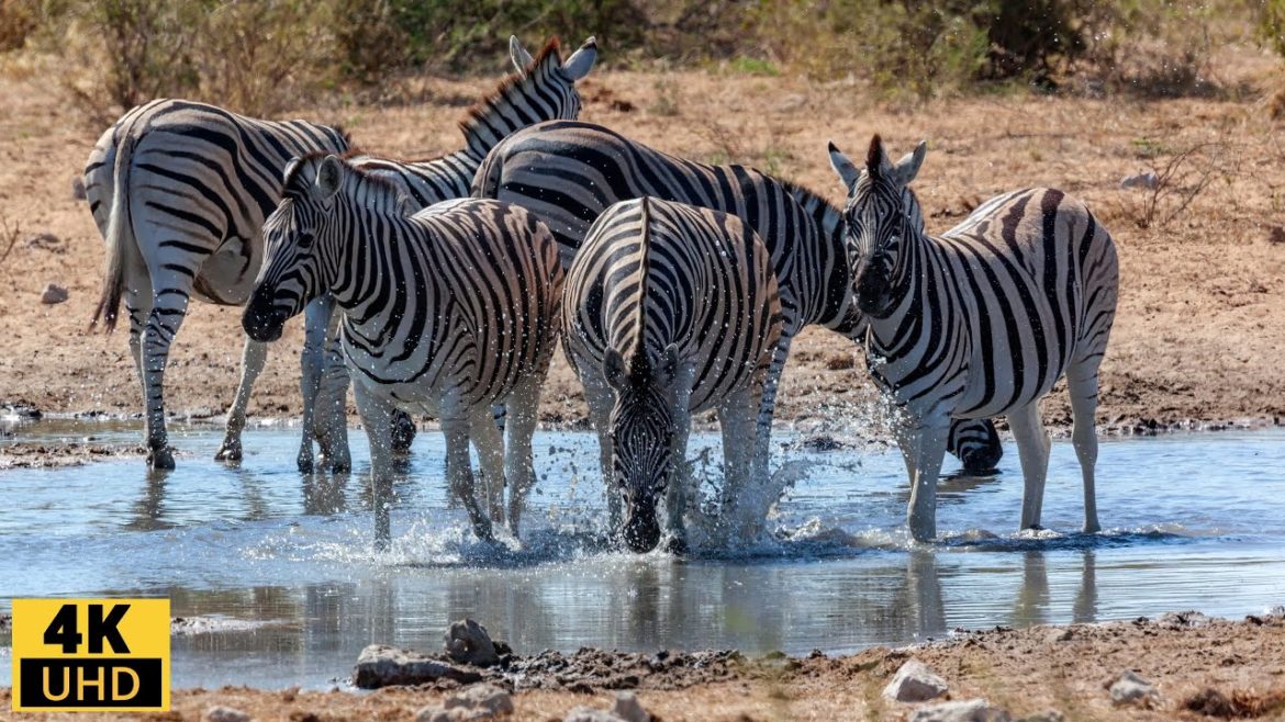 4K African Wildlife/ Amboseli National Park/ Scenic Relaxation Film & Nature Sounds (No Music)