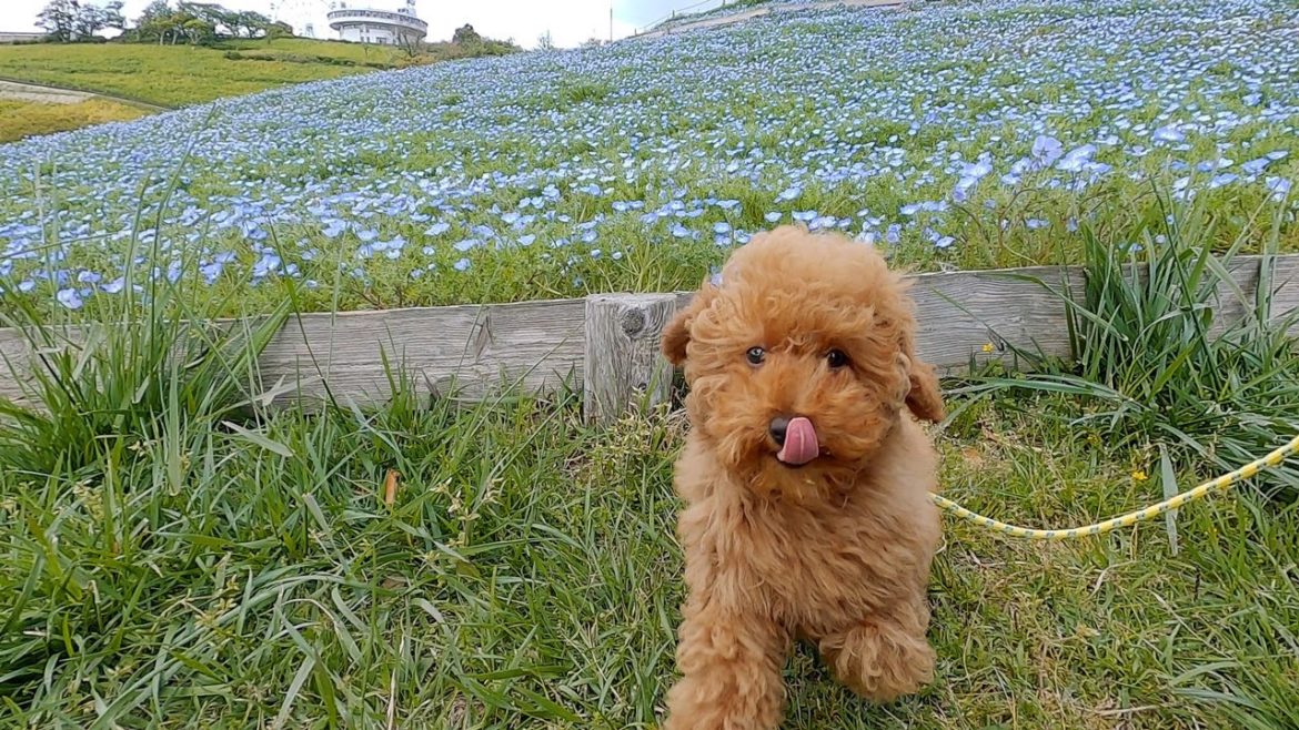 Mother Farm in Chiba Japan | Toy Poodle Puppy Socialization | Life with ZEN the Dog