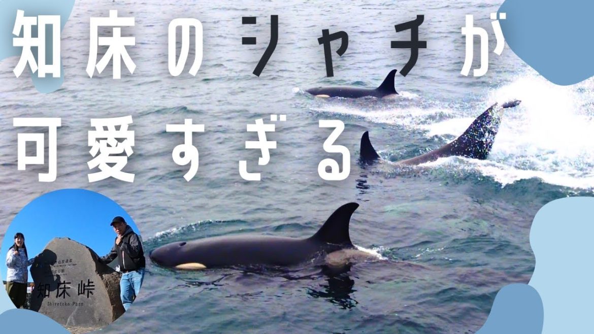 【北海道#07】クルーズ船で知床の野生のシャチと触れ合い、世界自然遺産知床峠の雄大さ、夕陽のあたる家で美しい夕陽に癒されまくった一日！／交際3年遠距離カップル旅Vlog
