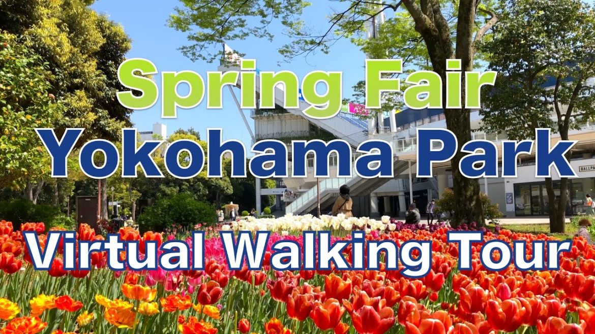 【Yokohama Park, Japan - Tulips 4K】Virtual walking tour to see 100,000 tulips. / 関内の八重桜と横浜公園のチューリップ