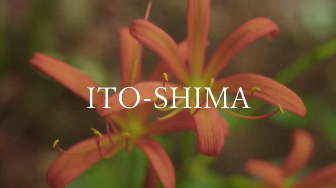 オオキツネノカミソリ　～糸島10秒動画～