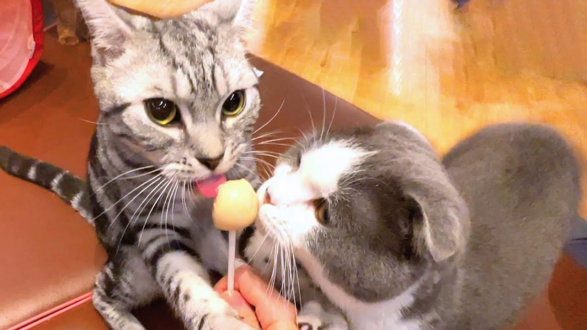 Here is a cat café in Japan🐈 | Cat Café Nagoya Sakae