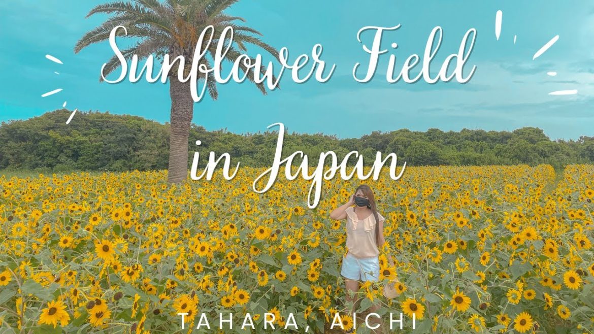 Sunflower Field in Japan | Tahara, Aichi Sunflower Field in Japan | Tahara, Aichi