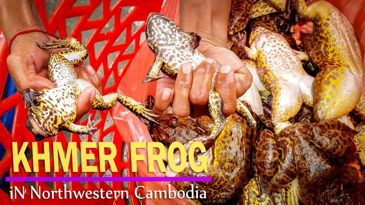 Siem Reap Tonle Sap Lake | Khmer Fish port | Rural life | view in Northwestern Cambodia 2021 Siem Reap Tonle Sap Lake | Khmer Fish port | Rural life | view in Northwestern Cambodia 2021