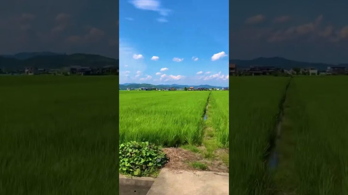 Japan Trip : Rice field #japantrip