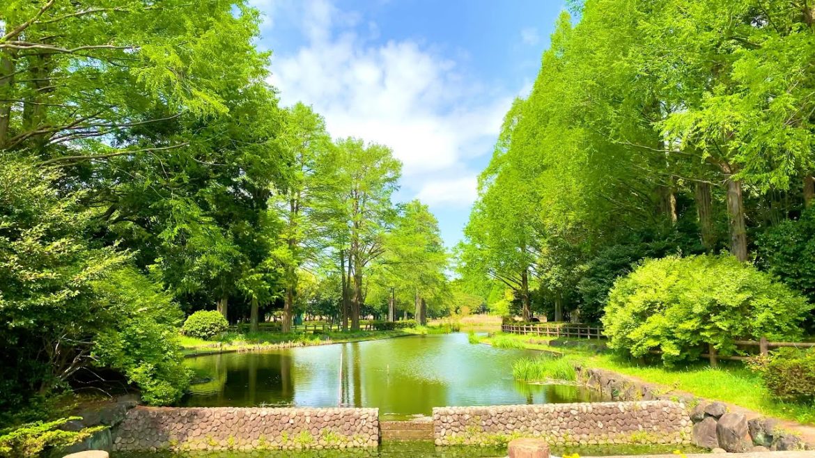 【4K】Japan Walk | Cherry Blossbom | Shonai Ryokuchi Park, Nagoya | 庄内緑地公園