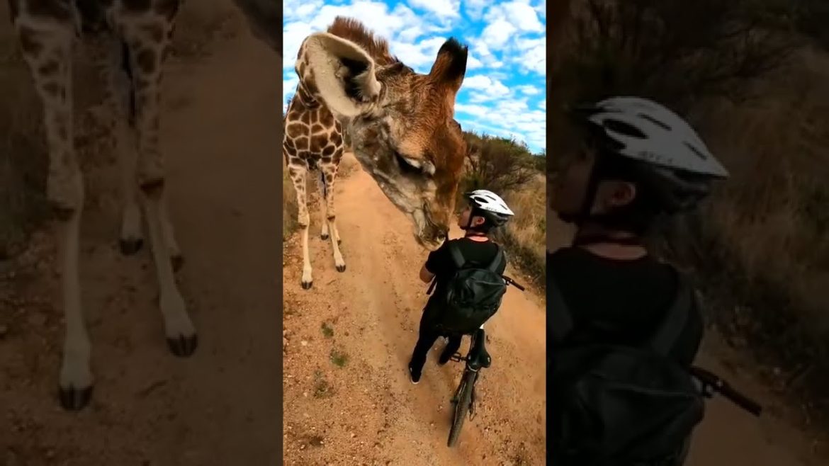 A magical moment with a curious giraffe | beautiful places in the world #Shorts