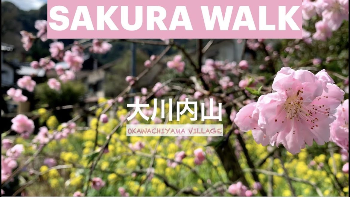Sakura walk in Okawachiyama Village, Explore Kyushu Sakura walk in Okawachiyama Village, Explore Kyushu