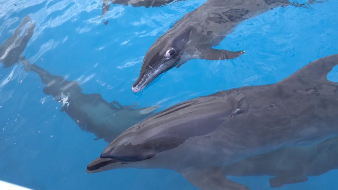 Okinawa day 4 & 5| Churaumi Aquarium and Cape Hedo