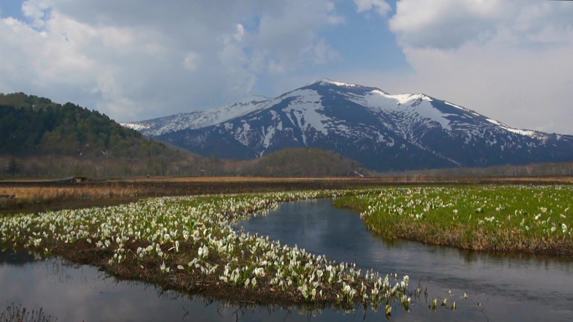 水芭蕉を見ていたら遥かな尾瀬という銘菓があったのを思い出しました 水芭蕉を見ていたら遥かな尾瀬という銘菓があったのを思い出しました