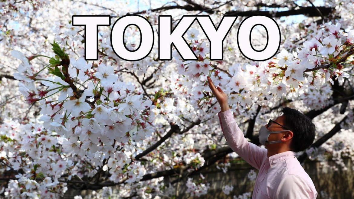 Cherry Blossom Tour in Nakameguro and Senzokuike Cherry Blossom Tour in Nakameguro and Senzokuike