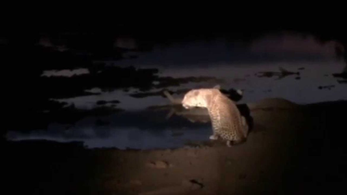Leopard & Hippo BARKING at Each Other