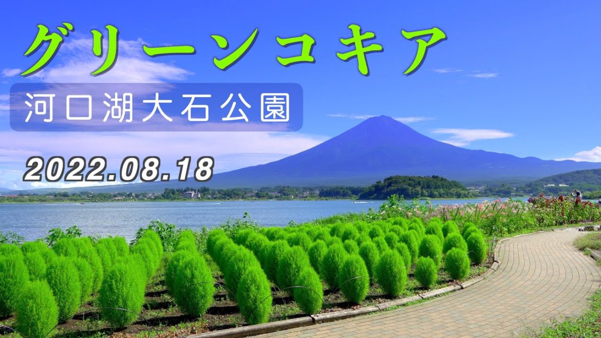 2022.08.18 富士山とグリーンコキア / 河口湖大石公園 [4K]  #Green_Kochia #kawaguchiko  #MtFuji