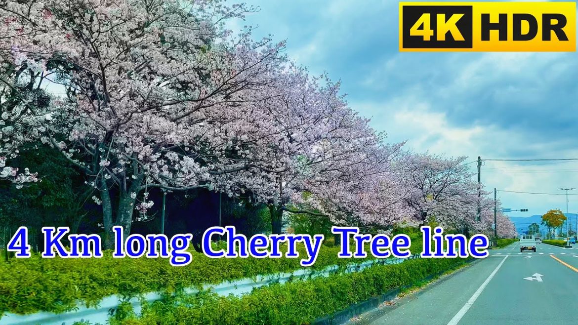 Driving along a 4 km row of Cherry Tree (4K HDR) 静岡県浜松市都田テクノロードの桜並木