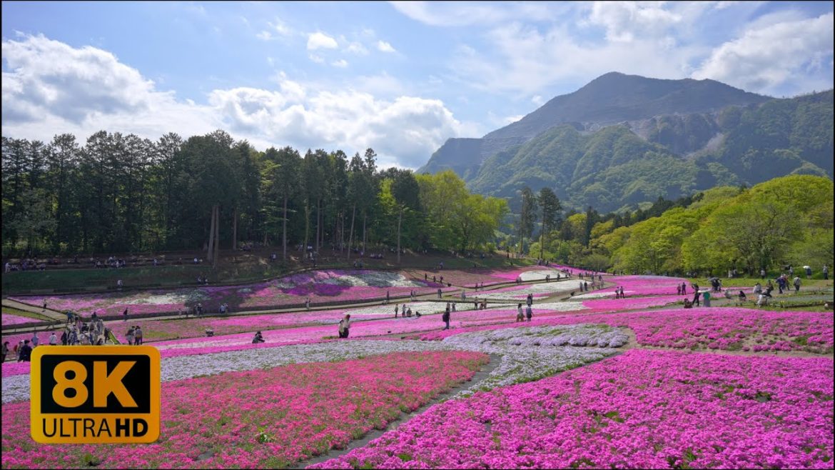 4K 8K Shibazakura (Moss Phlox) in Hitsujiyama Park, Chichibu-city, Saitama 2022