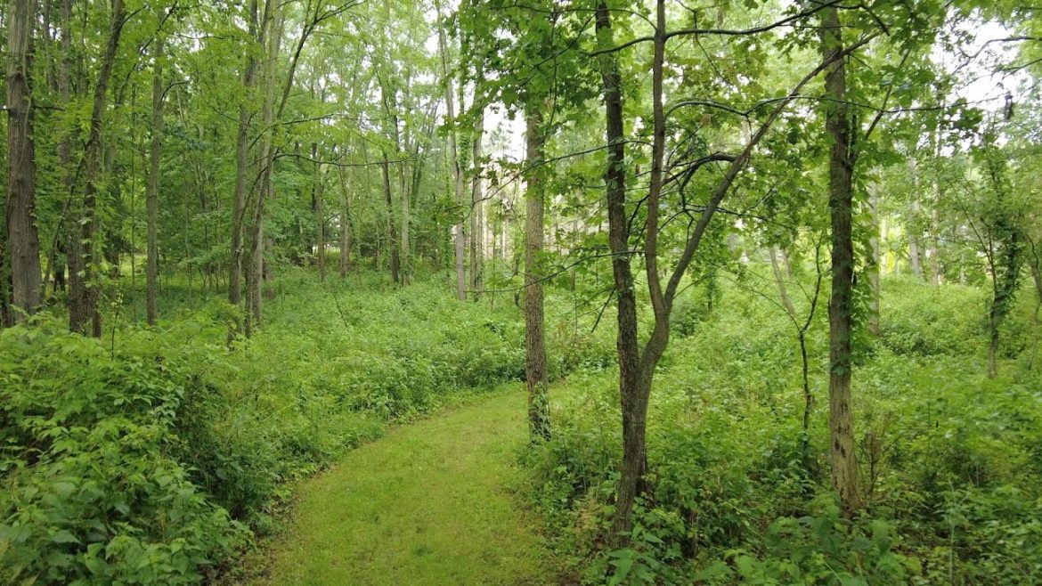 Ann Arbor 4K Summer Rain Walk - Relaxing Residential Downpour - Deer Sighting - 3D Audio - Calm ASMR