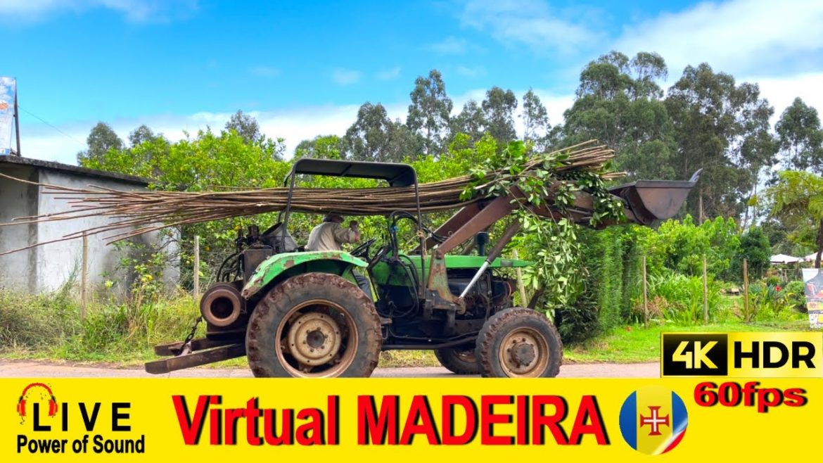 MADEIRA - Levada do Rei 💢4K 60fps 🌈HDR 🎧Live Sounds