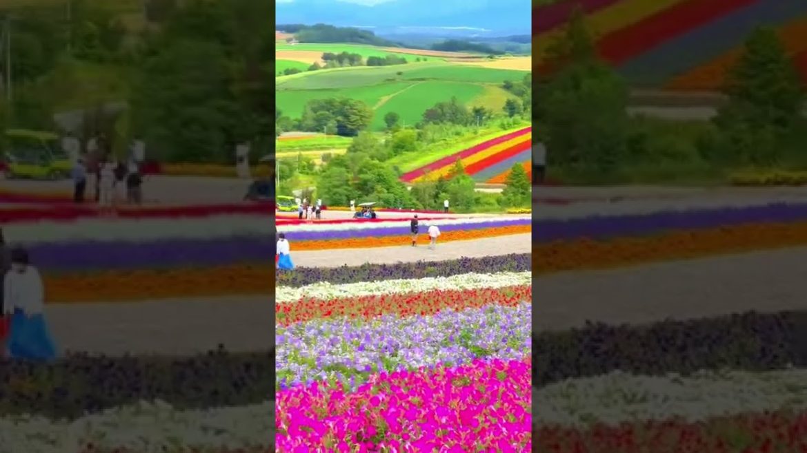 Flower park in Hokaido, Japan 🇯🇵