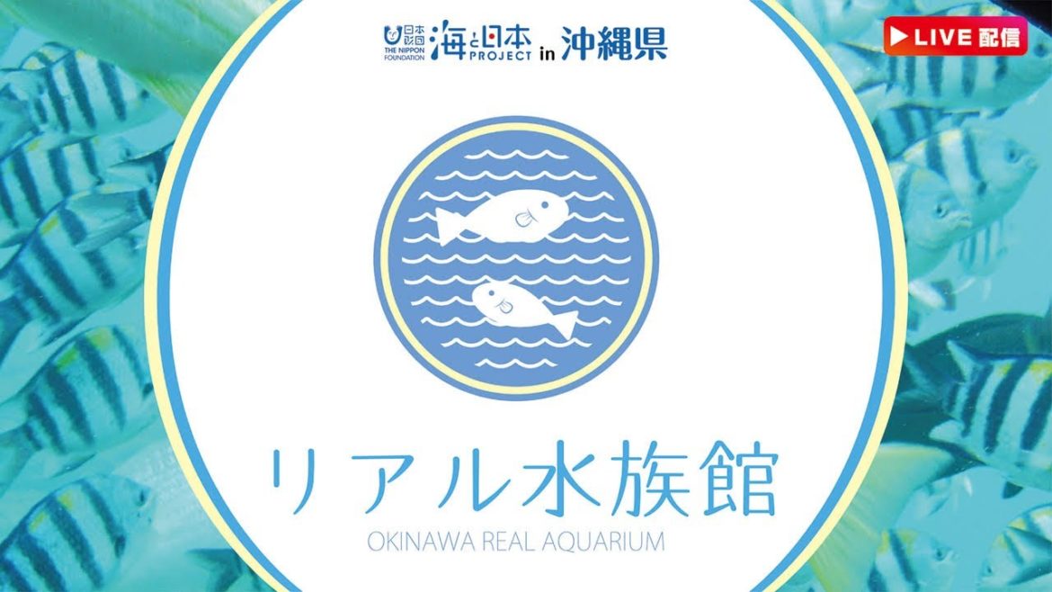 【2022年8月22日】リアル水族館　沖縄の海をお届け♪　ブセナ海中公園からライブ配信中♪| OKINAWA REAL AQUARIUM |