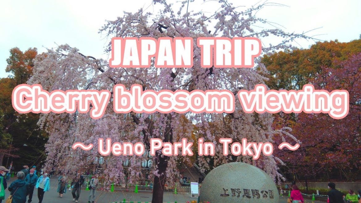 JAPAN TRIP Cherry blossom viewing 〜 Ueno Park in Tokyo 〜