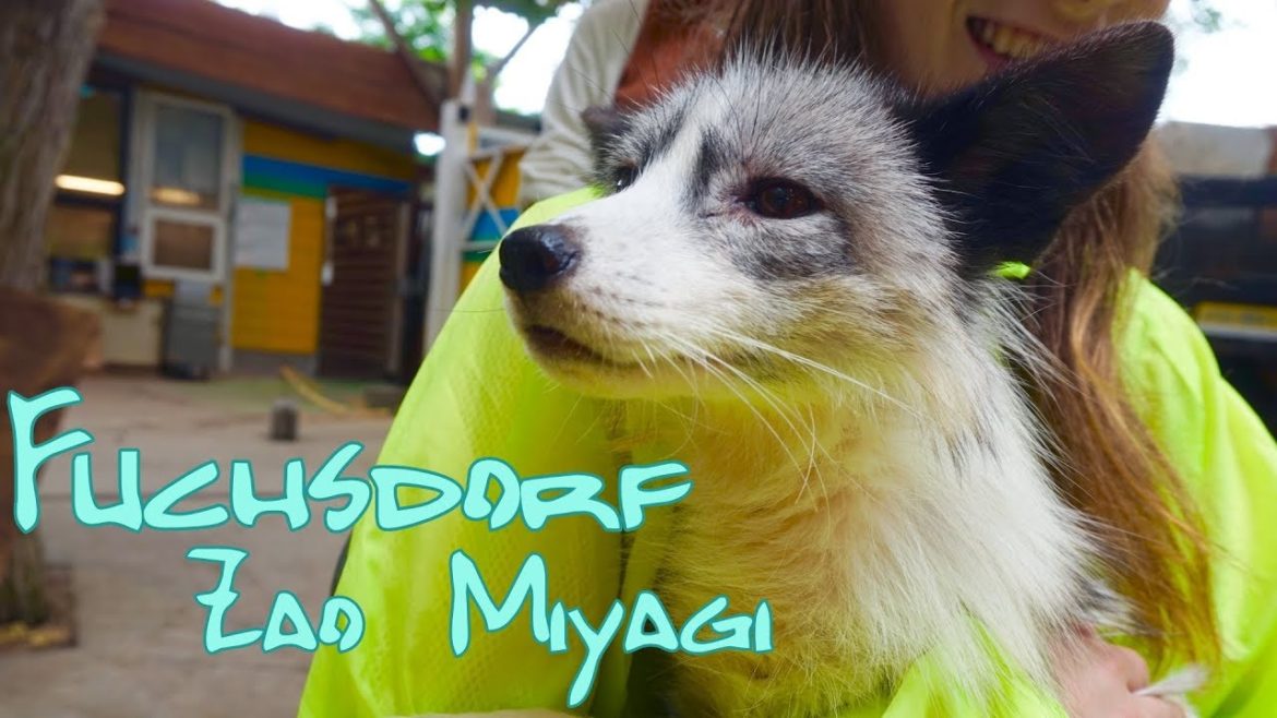 Füchse hautnah im Fuchsdorf Zao ~ Sendai Wochenendtrip #1