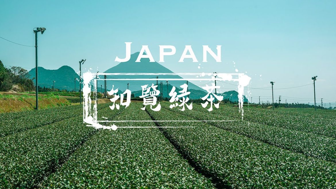 【旅事@日本】鹿兒島名物知覽茶 九州第一茶可飲可食還可手揉 Chiran tea in Kagoshima, Japan